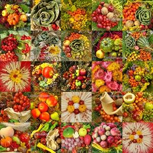 مجموعه عکس میوه های پاییزی